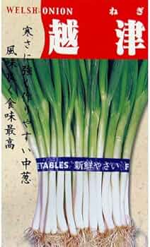 Amazon.co.jp: ネギ 種 【 越津中葱 】 種子 小袋 : DIY・工具
